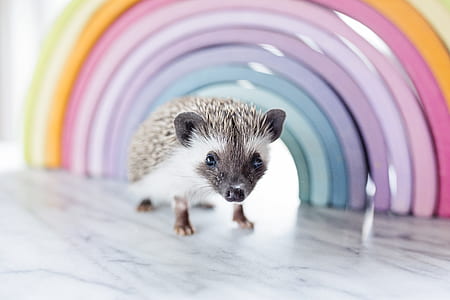Close-up Photo of a Hedgehog Beside Rainbow Curved Frame thumbnail