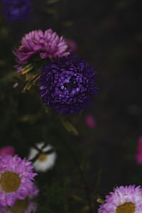 Close Up Photo of Purple and Pink Flowers thumbnail