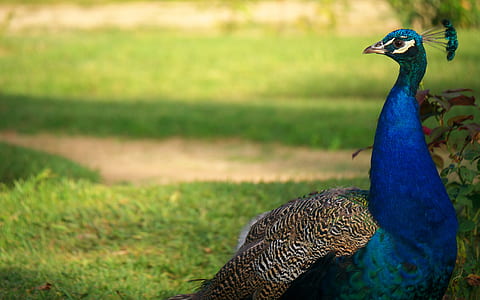 peacock on green grass field during daytime thumbnail