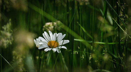 selective focus photography of white Daisy flower thumbnail