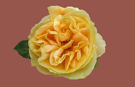 close-up photo of yellow rose flower thumbnail
