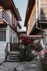 Roses of Bulgaria thumbnail