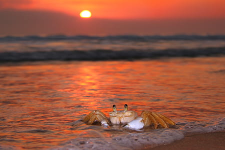 low-angle view photography of crab on shore thumbnail