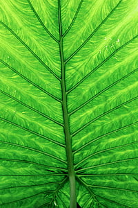 green leaf thumbnail
