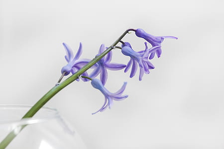 purple petaled flower selective focus photo thumbnail