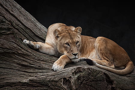 Lioness lying on brown tree trunk thumbnail