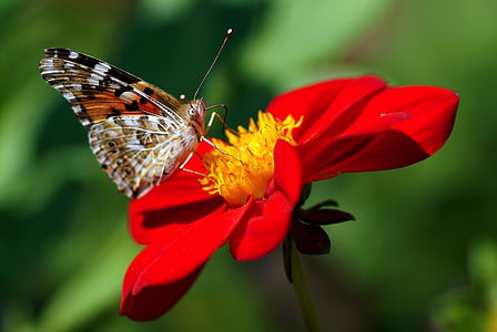 brown butterfly perching on red flower closeup photography thumbnail