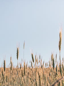 closeup photo of wheat plant thumbnail