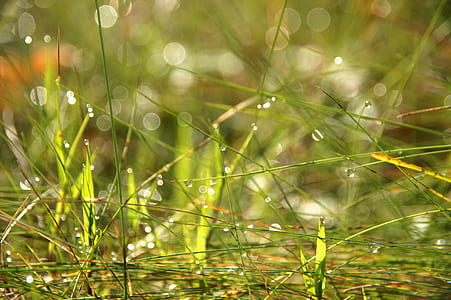 selective focus photography of grass with dew of water thumbnail
