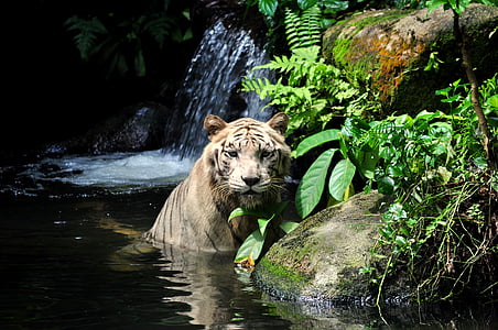 tiger on body of water thumbnail