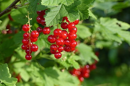 shallow focus photography of red cherries thumbnail