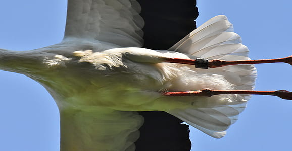 close-up photography of flying white stork thumbnail