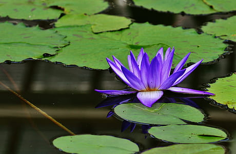 purple lotus flower on body of water thumbnail