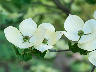 close-up photo of white petaled flowers thumbnail