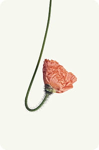 red flower with thorns thumbnail