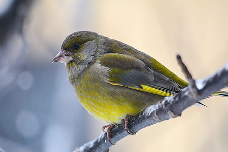 bird perched on branch thumbnail