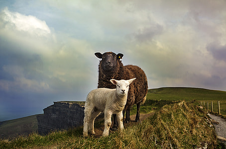 brown and white sheep on hill thumbnail