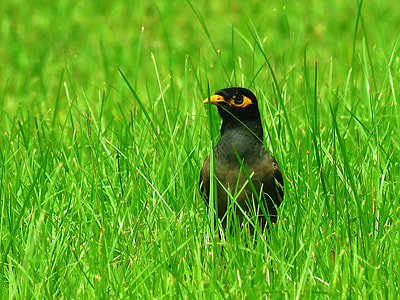 closeup photography of black bird on green grass during daytime thumbnail