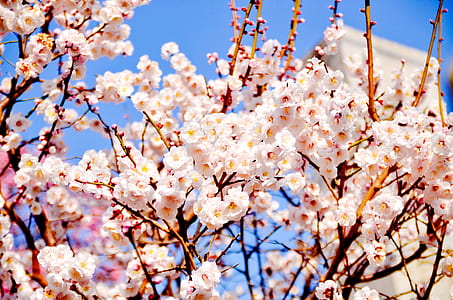 selective focus photo of white cherry blossoms thumbnail