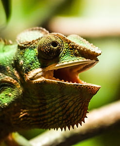shallow focus photography of green iguana thumbnail