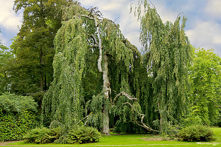 green leafed trees under cloudy sky thumbnail