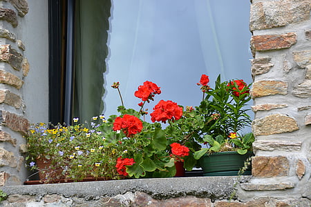 red petaled flowers near glass window thumbnail