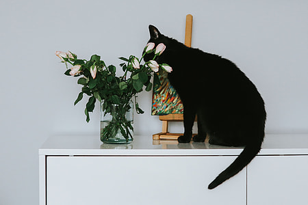 Black cat with flowers and a painting thumbnail