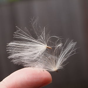 macro shot photography of white dandelions during daytime thumbnail