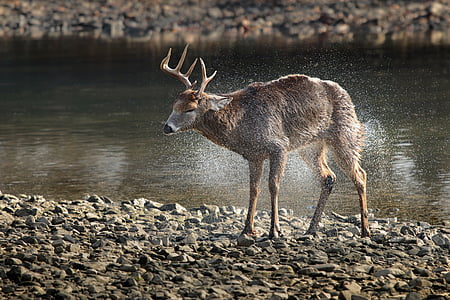 brown deer near body of water thumbnail