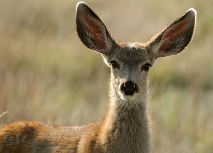 deer on wild photo thumbnail
