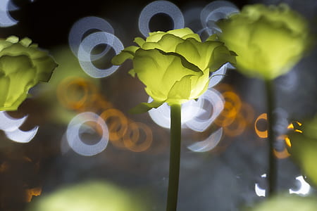 selective focus photography of green lighted rose decor thumbnail