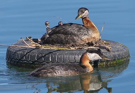 closeup photography of ducks with ducklings on vehicle tire floating on water thumbnail