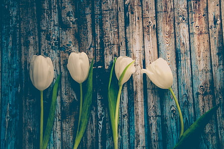 four white tulip flowers thumbnail