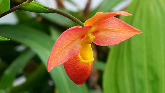 Closeup shot of an organge Phragmipedium Orchid in the orchid house at Duke Farms in New Jersey. thumbnail