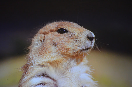 Black-Tailed-Prairie-Dog, Prairie-Dog thumbnail