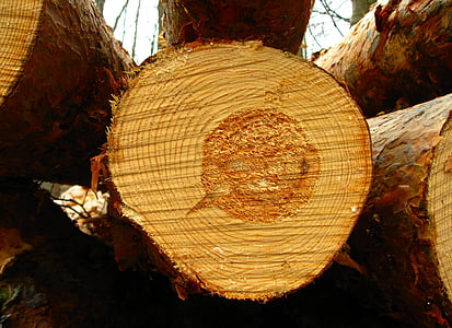 wood slice close up photo thumbnail