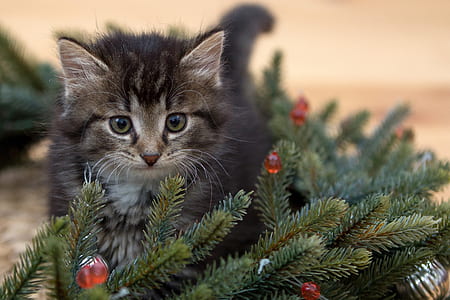 kitten beside Christmas tree thumbnail