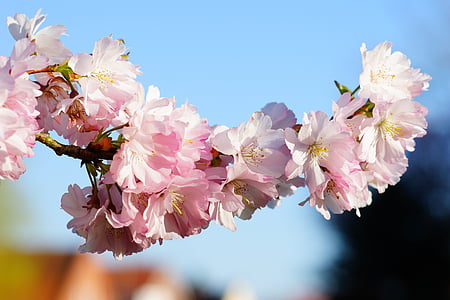 pink petaled flower thumbnail