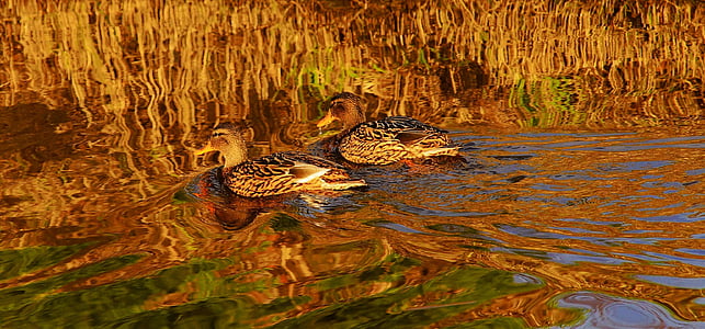 two brown ducks swimming on body of water thumbnail