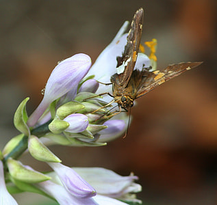 Small Butterfly, Flying Insect thumbnail