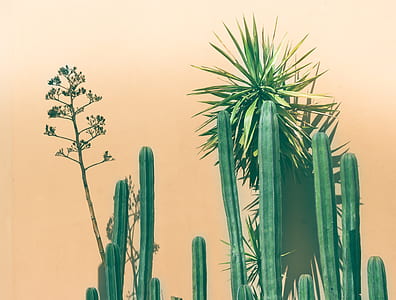 cactus plants and snake plant thumbnail