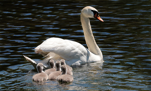 white swan paddling with ducklings thumbnail