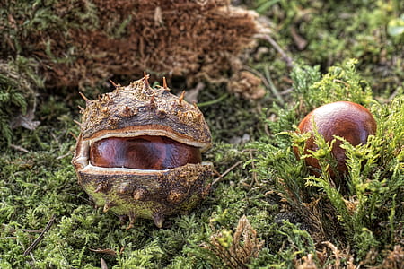 round brown fruit thumbnail