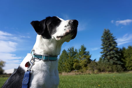 low-angle photo of white and black dog on outdoors thumbnail