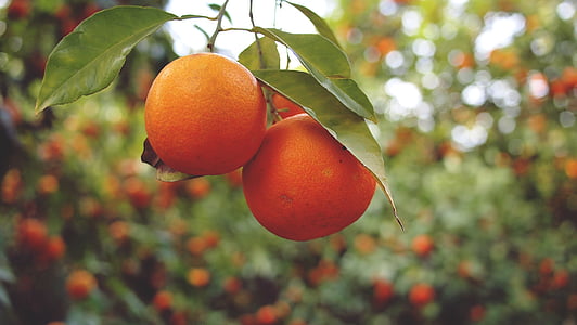 closeup photo of three orange fruits thumbnail