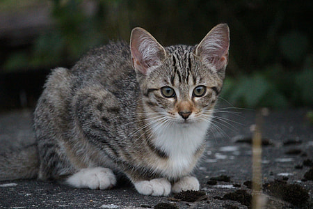 selective focus photography of gray tabby cat thumbnail