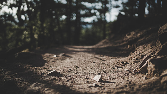 brown soil in the forest thumbnail