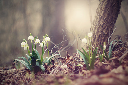 selective focus photography of blooming snowflake flower thumbnail