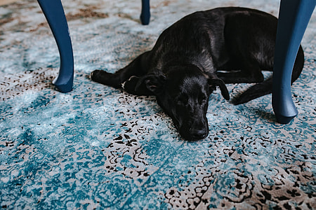 Black dog on a light blue carpet thumbnail