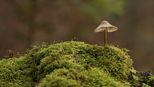 photography of brown brush on green grass during daytime thumbnail
